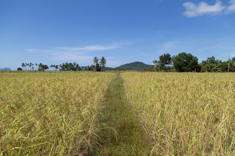 A rice field at Koh Sukorn in Trang.