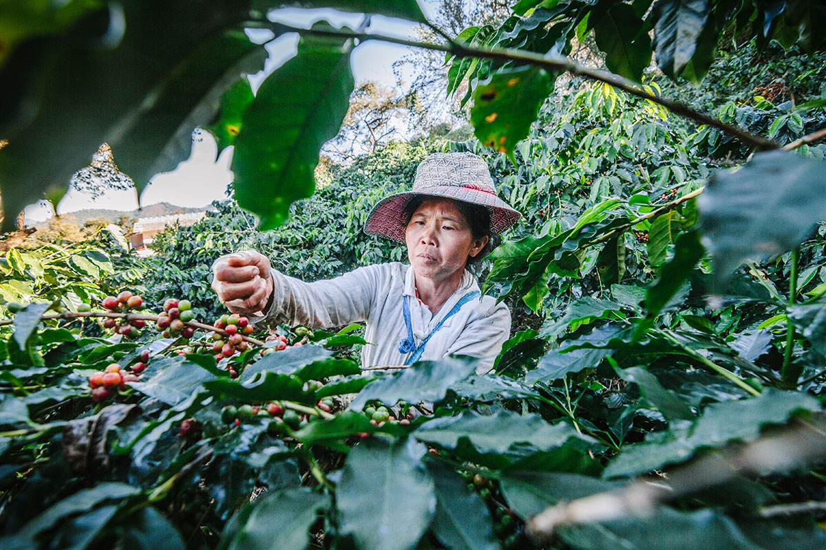 Coffee farmer in Doi Chang