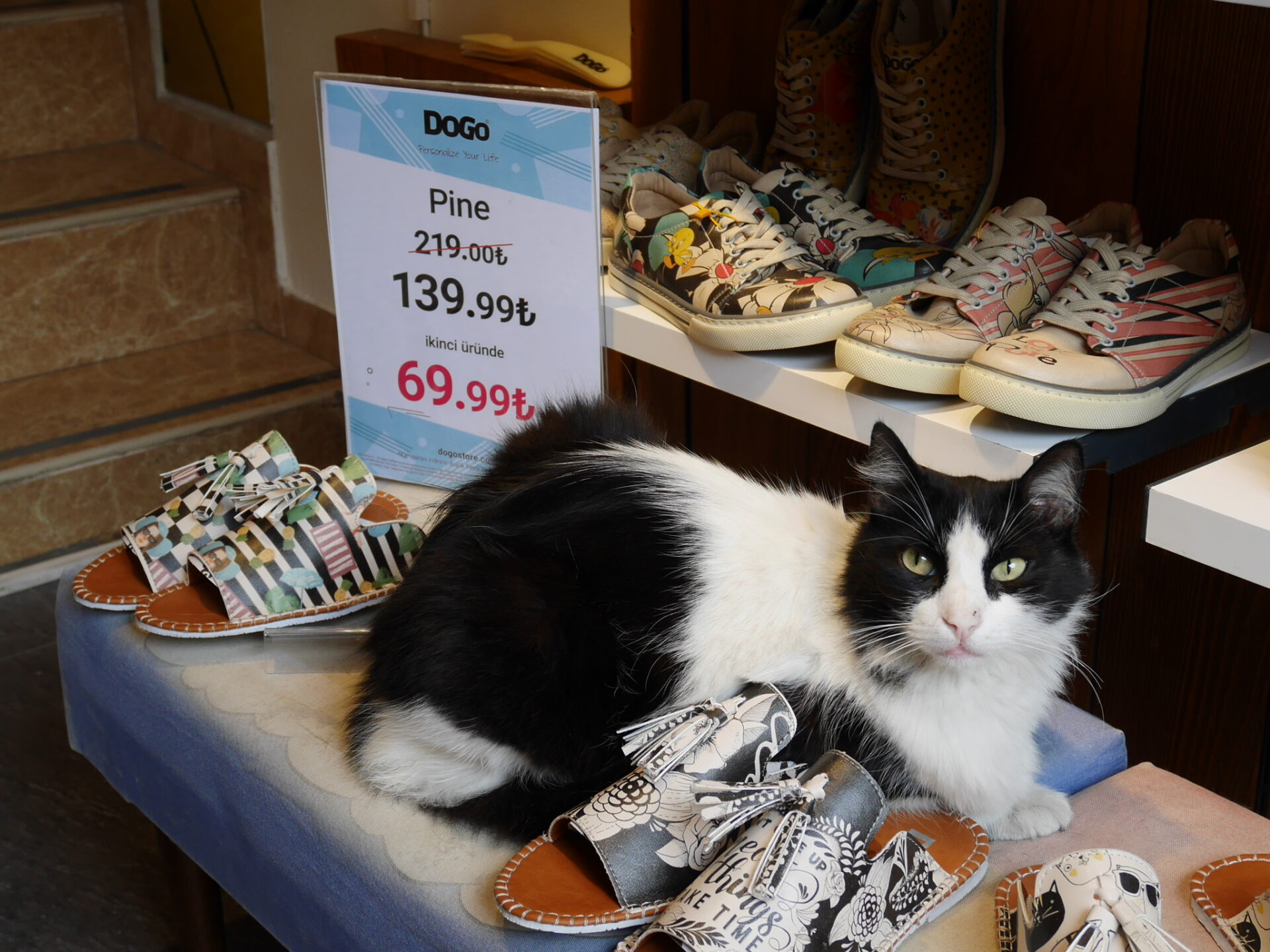 แมวจรในร้านค้าต่าง ๆ ในย่าน Istiklal Avenue (รูปภาพ: iStockphoto)