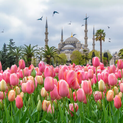 ดอกทิวลิปสีชมพูบริเวณจัตุรัสสุลต่านอาห์เหม็ด (รูปภาพ: iStockphoto)