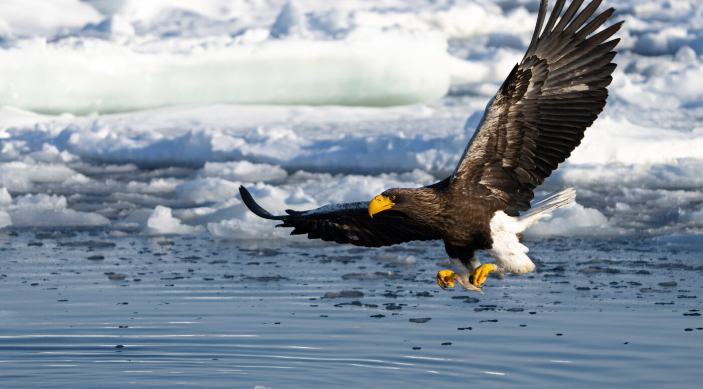 Steller's Sea Eagles hunting for fish in hokkaido japan in winter. (Photo: iStockphoto)