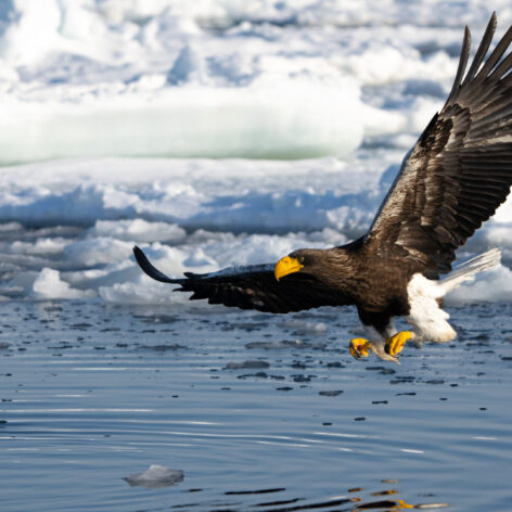 Steller's Sea Eagles hunting for fish in hokkaido japan in winter. (Photo: iStockphoto)