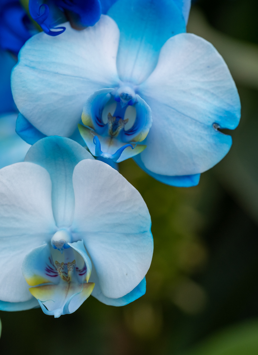 Blue dyed orchids at the Kew Gardens Orchid Festival. (Photo: iStockphoto)