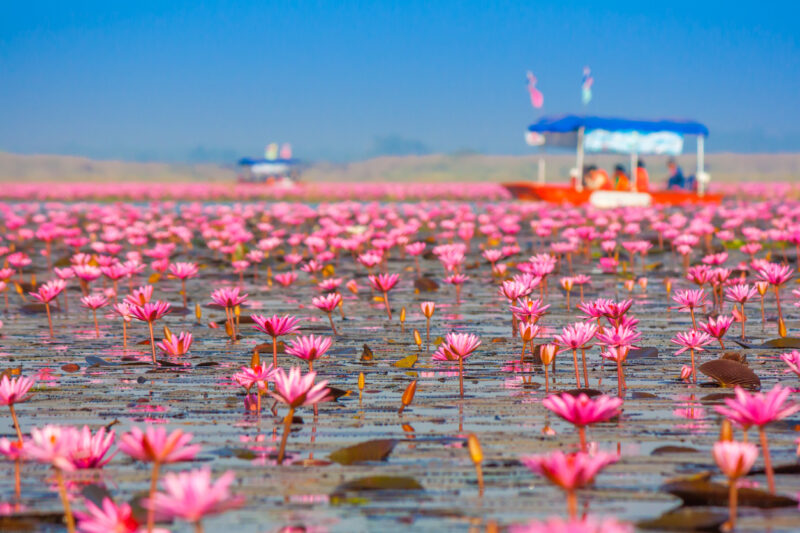 Red Lotus Lake in Udon Thani province (Photo: iStockphoto)
