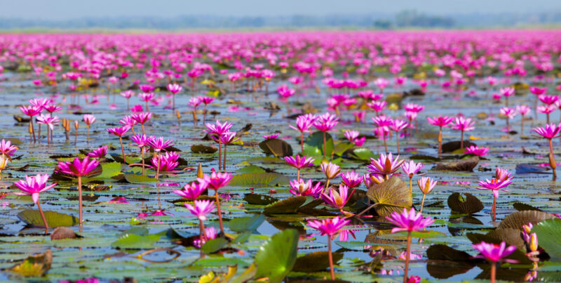Red Lotus Lake in Udon Thani province (Photo: iStockphoto)