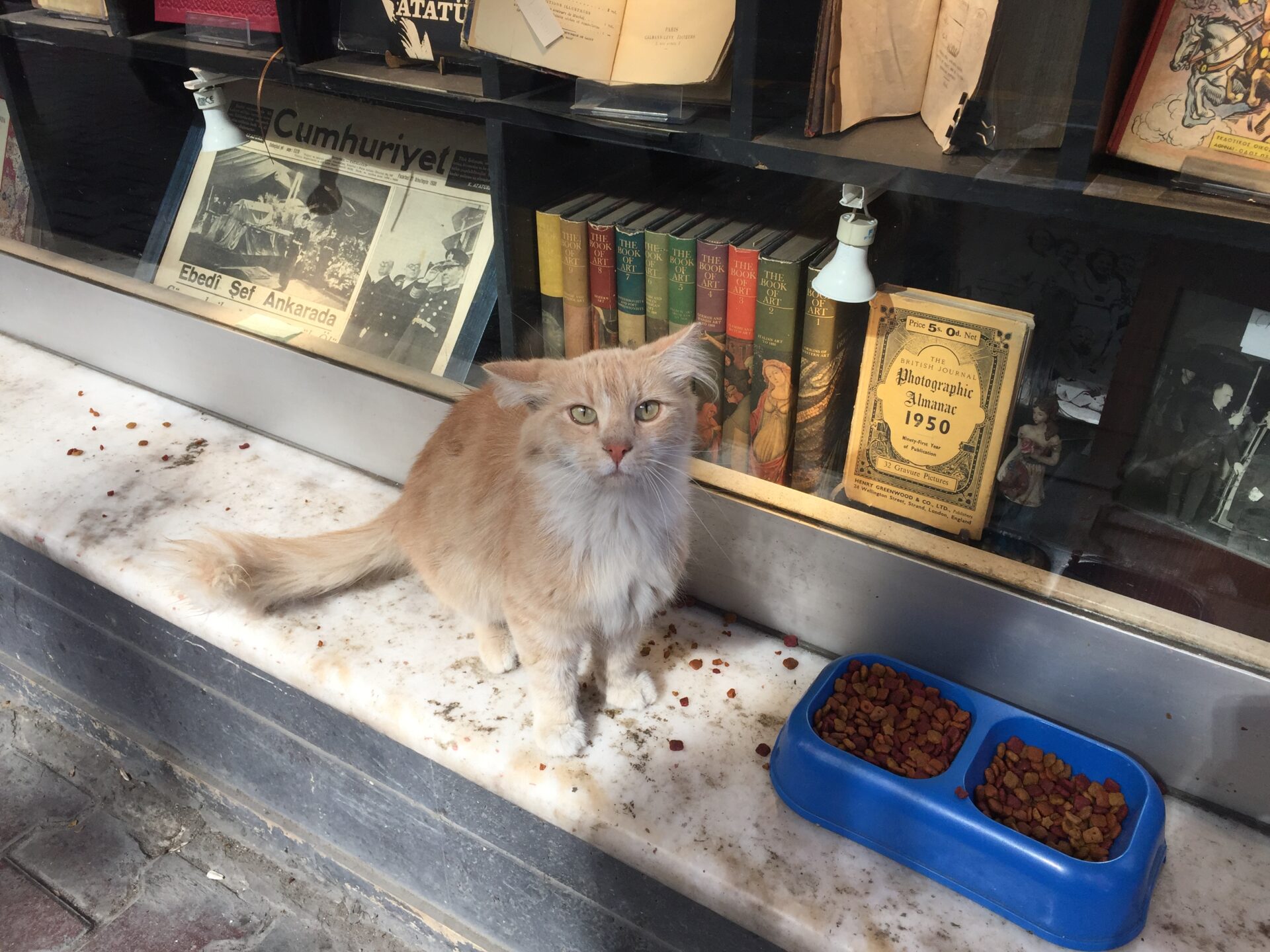 A stray cat in Istiklal Avenue (Photo: iStockphoto)