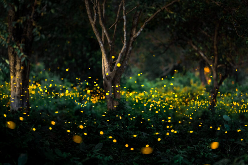The sparkling light of synchronous fireflies (Photo: iStockphoto)