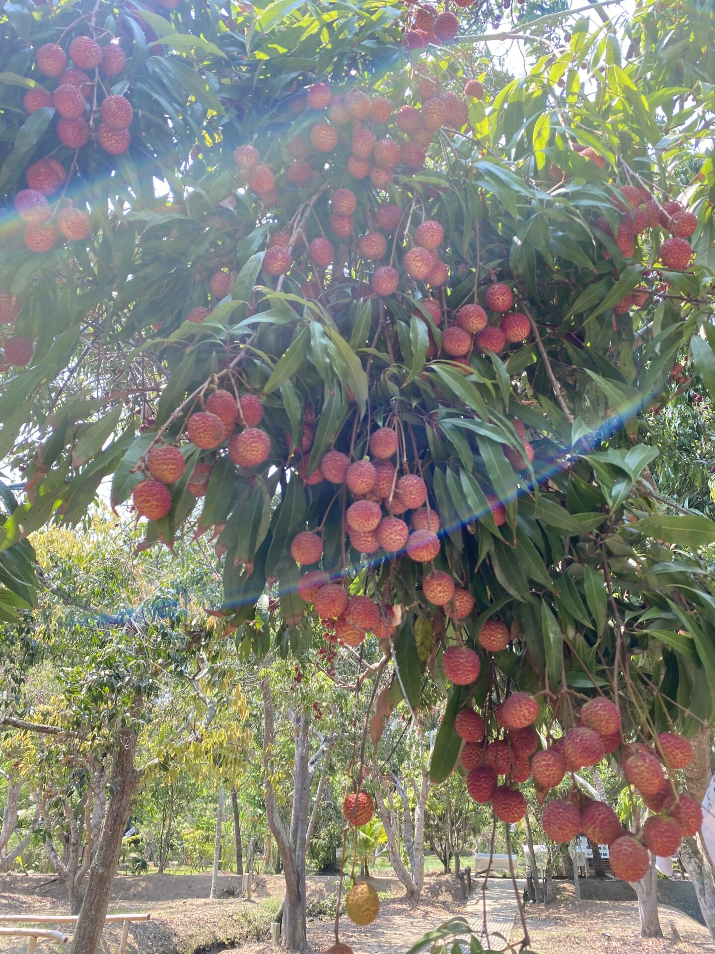 Amphawa lychees planted in the Amphawa Chaipattananurak Conservation Project (Photo: Anya C.)
