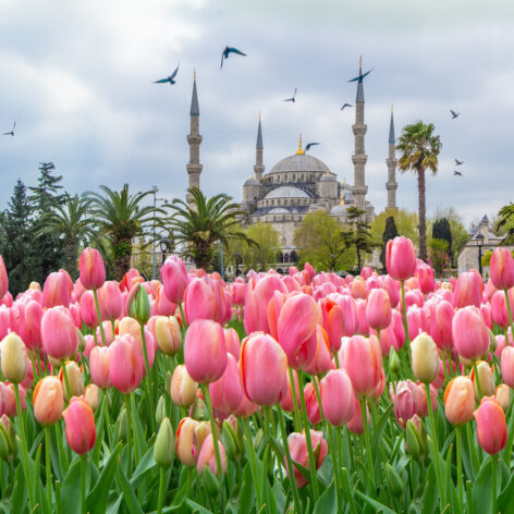 Pink tulips in Sultanahmet Square. (Photo: iStockphoto)