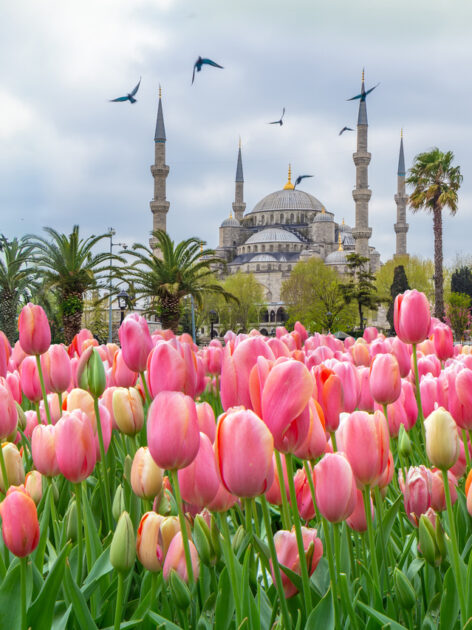 Pink tulips in Sultanahmet Square. (Photo: iStockphoto)