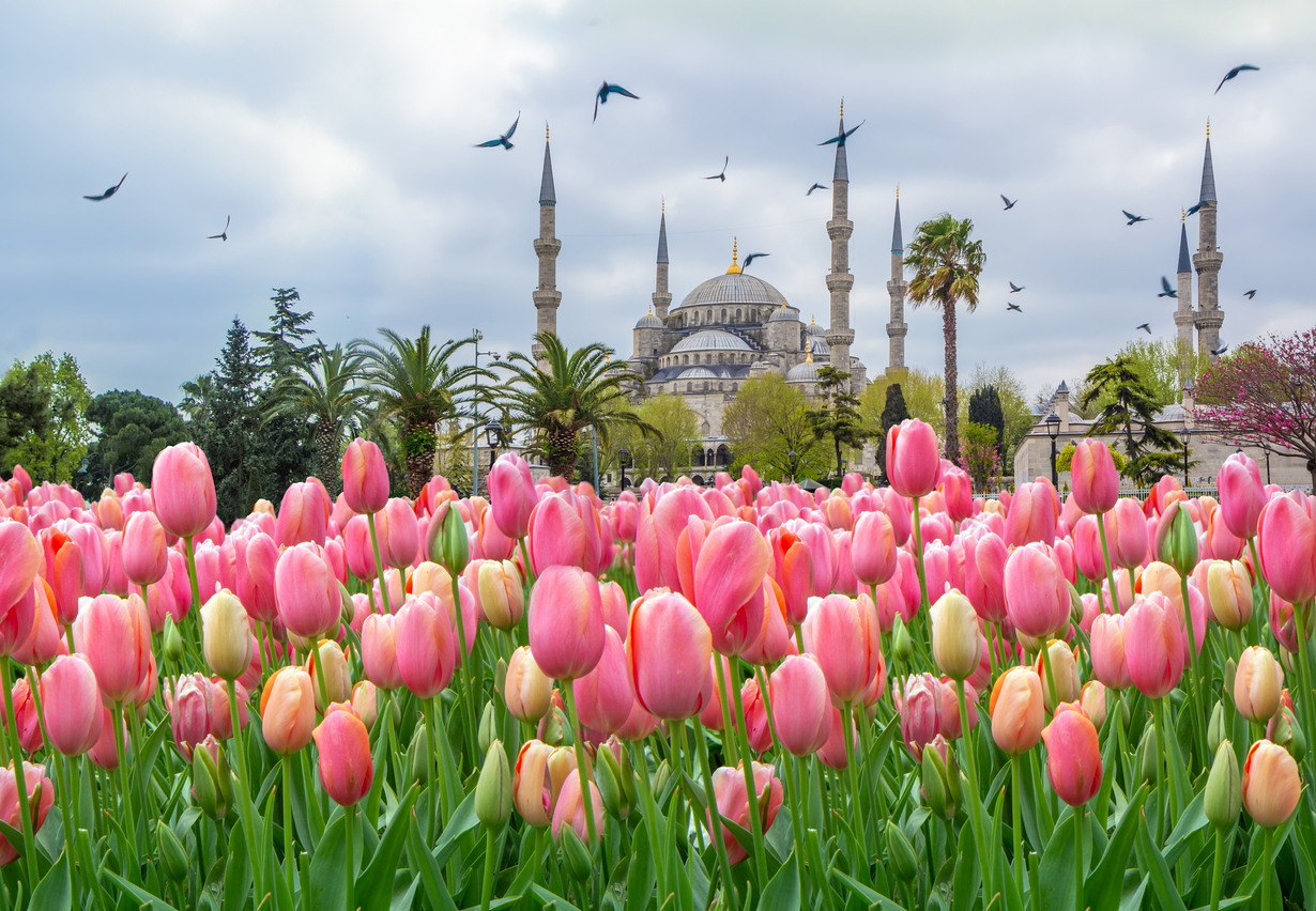 Pink tulips in Sultanahmet Square. (Photo: iStockphoto)