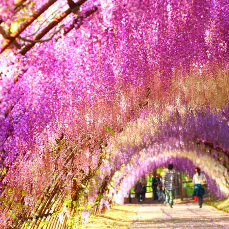 อุโมงค์ดอกวิสทีเรียที่ Kawachi Fujien (รูปภาพ: iStockphoto)