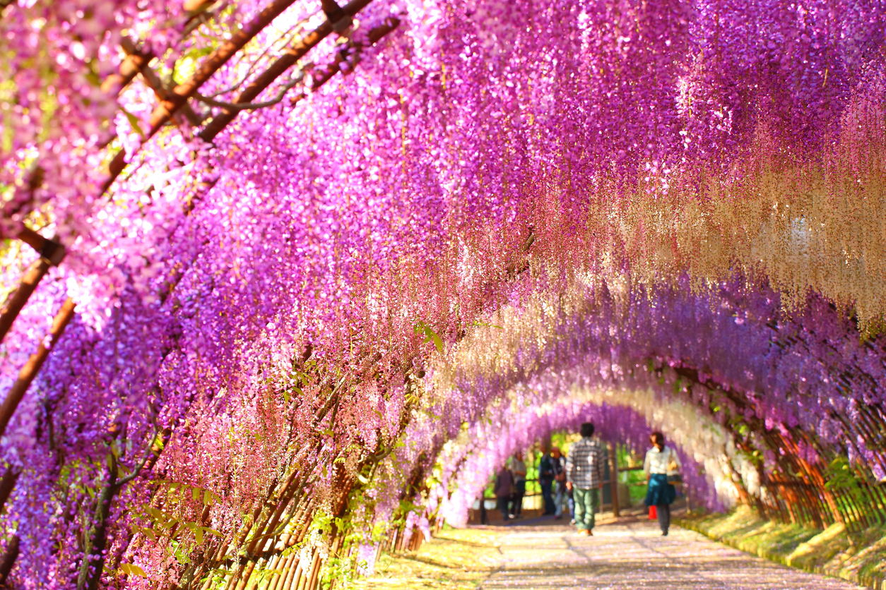 อุโมงค์ดอกวิสทีเรียที่ Kawachi Fujien (รูปภาพ: iStockphoto)