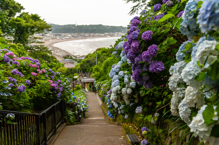 Walkway to view Hydrangea at Hase Temple (Photo: iStockphoto)