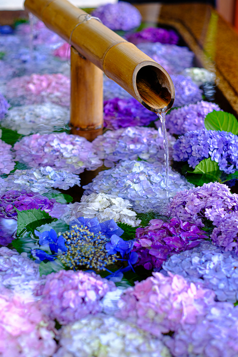 ดอกไฮเดรนเยียหลากหลายสีสัน (รูปภาพ: iStockphoto)