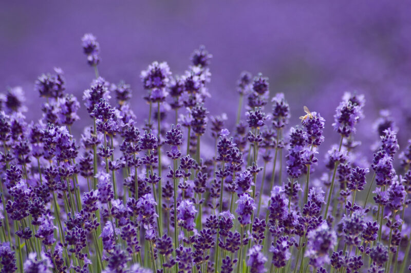 Lavender fields at Tomita Farm (Photo: iStockphoto)