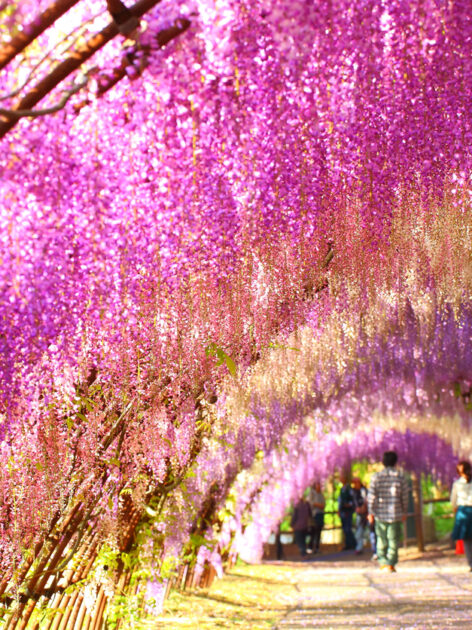 Wisteria flower tunnel at Kawachi Fujien (Photo: iStockphoto)