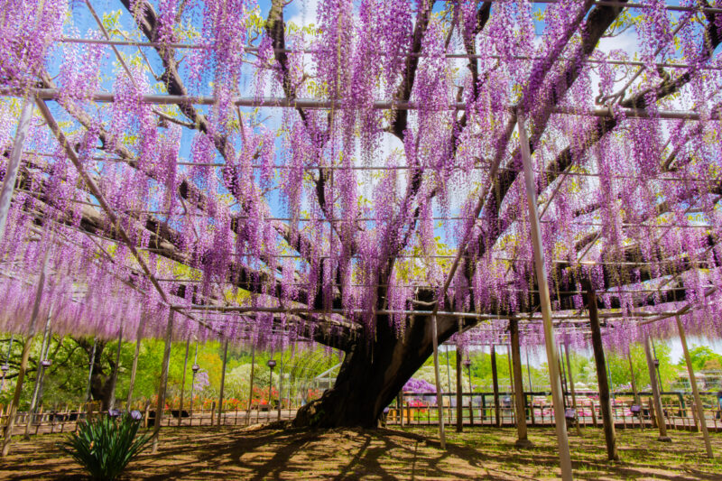 Wisteria trees at Ashikaga Flower Park (Photo: iStockphoto)