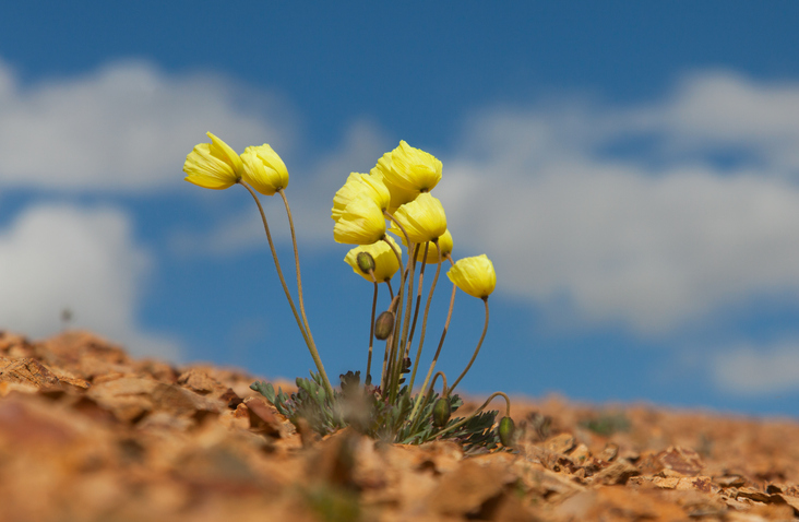 ดอกแอลไพน์ป๊อปปี้สีเหลือง ดอกไม้แคระอายุสั้นกับความสูงราว 8 - 10 นิ้ว (รูปภาพ: iStockphoto)