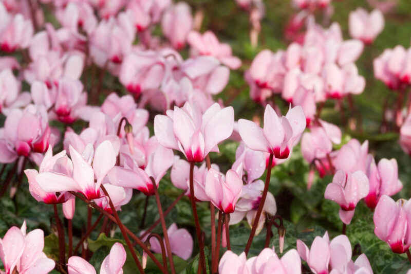 One distinctive characteristic of Cyclamen is its reflexed and twisted petals. (Photo: iStockphoto)