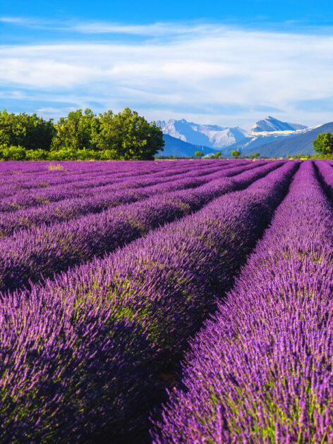 ทุ่งดอกลาเวนเดอร์ในพรอว็องส์ (รูปภาพ: iStockphoto)