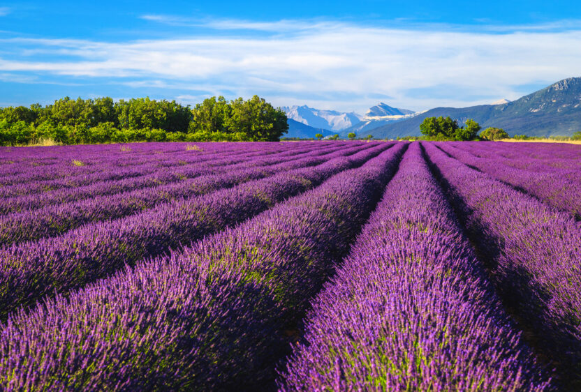 Lavender field in Provence (Photo: iStockphoto)