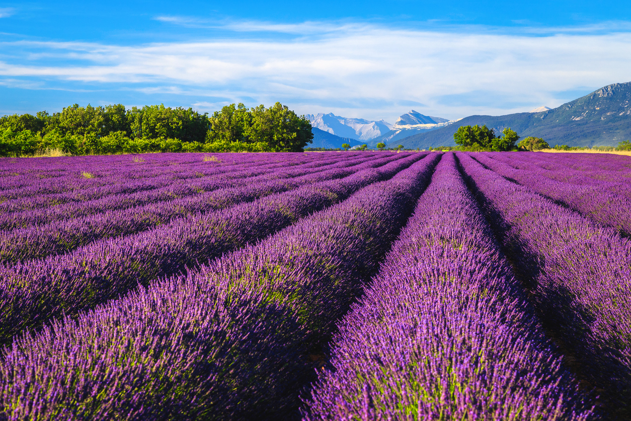 Lavender field in Provence (Photo: iStockphoto)