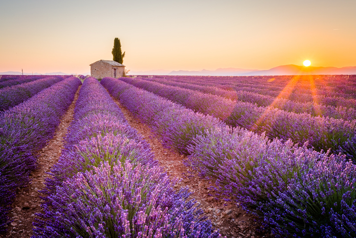 Lavender field in Plateau de Valensole (Photo: iStockphoto)