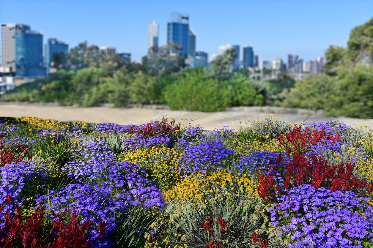 ดอกไม้ป่าบานสะพรั่งที่ Kings Park (รูปภาพ: iStockphoto)