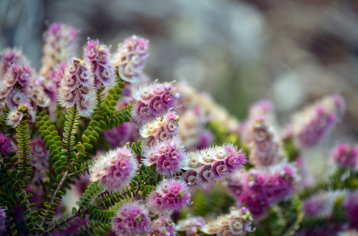 Verticordia flowers (Photo: iStockphoto)