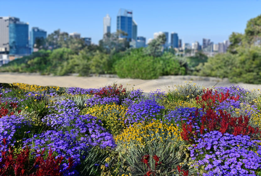 The Beauty of wildflowers at Kings Park, Perth. (Photo: iStockphoto)