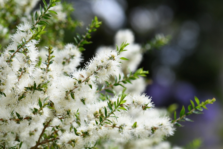 Soft white tea flower of Rottnest Island [Melaleuca Lanceolata] Photo: iStockphoto