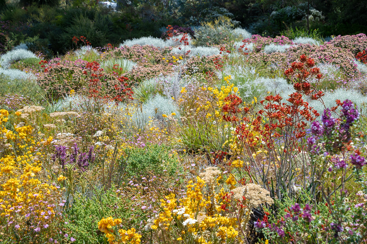 Wildflowers in Kings Park and Botanic Garden (Photo: iStockphoto)