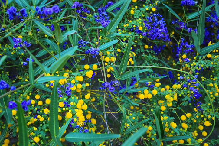 ดอกไม้ป่าใน Kings Park and Botanic Garden (รูปภาพ: iStockphoto)