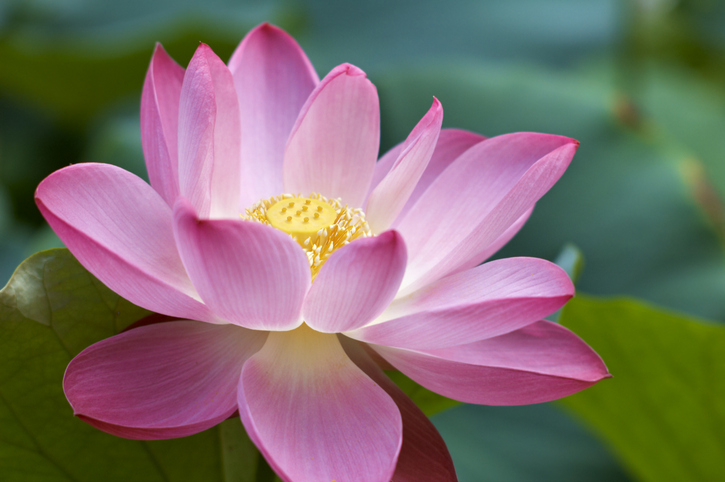 Bua Luang lotus (Photo: iStockphoto)