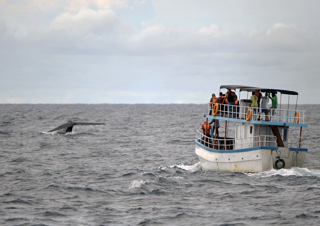 Tourists watch a blue whale rising from the water to breathe (Photo Credit: iStockphoto)