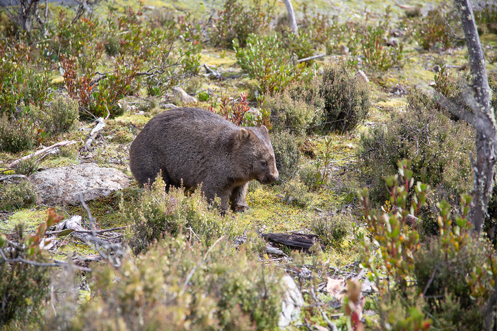 Wombat in Tasmania (Photo Credit: iStockphoto)