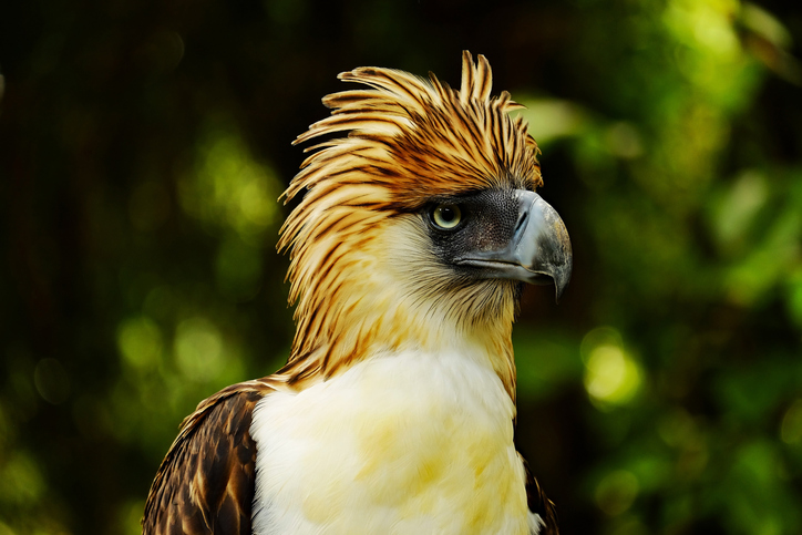 The Philippine eagle (Photo Credit: iStockphoto)