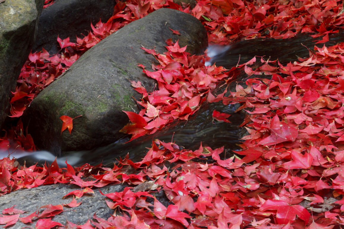 Red Maple leaves (Photo Credit: iStockphoto)