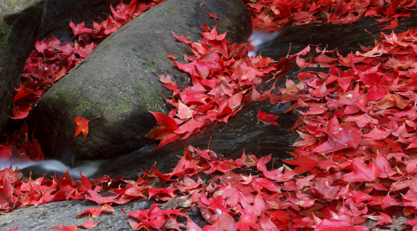 Red Maple leaves (Photo Credit: iStockphoto)
