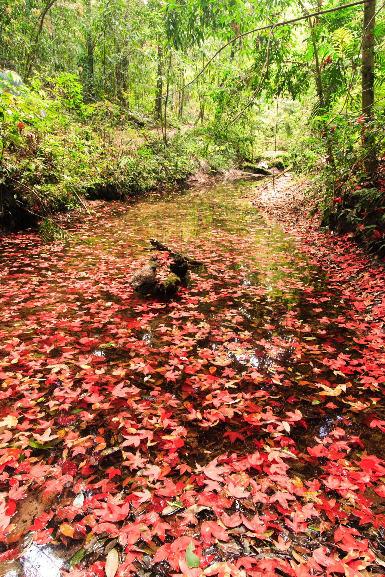 Red Maple leaves fall to create rare beauty that occur once a year. (Photo Credit: iStockphoto)