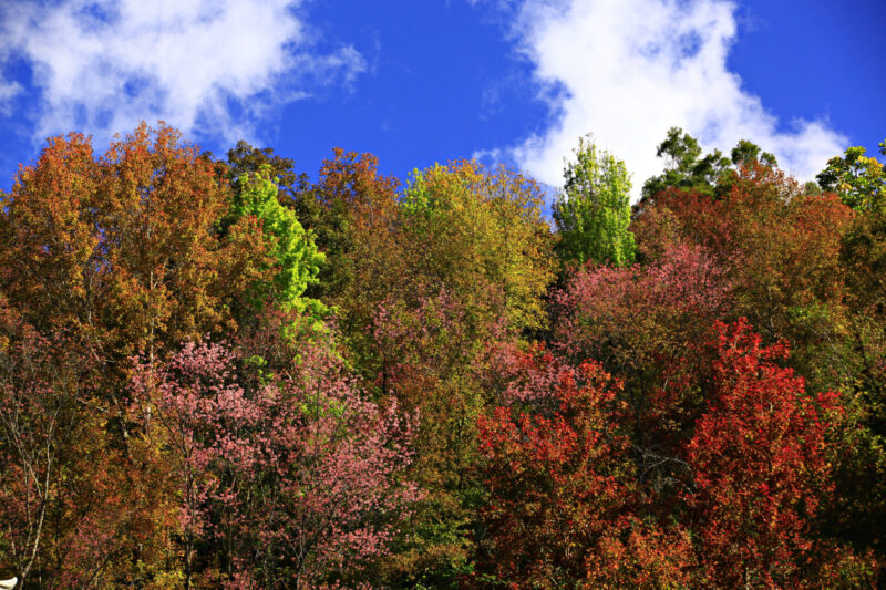 The leaves change color to shades of yellow, orange, and red in the area of the Royal Agricultural Station Angkhang. (Photo Credit: iStockphoto)