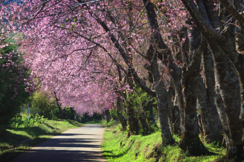 Thai Sakura blossoms at Doi Angkhang (Photo Credit: iStockphoto)