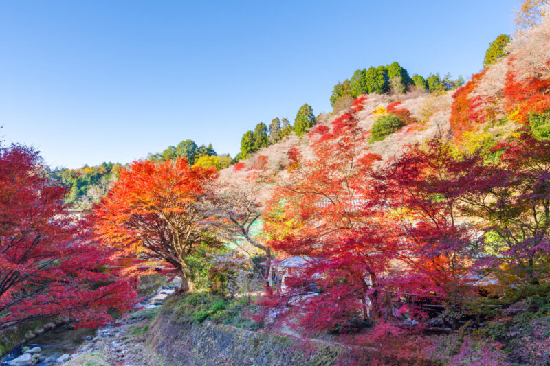 The combined autumn beauty of cherry blossoms and maple leaves is beyond words. (Photo Credit: iStockphoto)