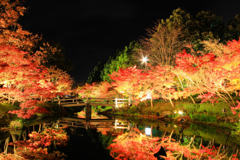 Experience the enchanting glow of nighttime lights set against the stunning backdrop of autumn foliage. (Photo Credit: iStockphoto)