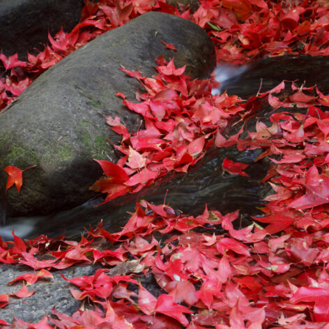 ใบเมเปิลแดง (เครดิตรูปภาพ: iStockphoto)