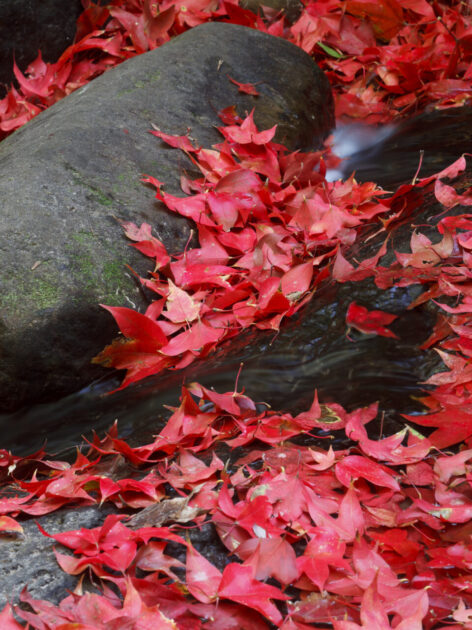 ใบเมเปิลแดง (เครดิตรูปภาพ: iStockphoto)