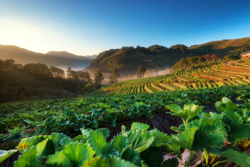 ทิวทัศน์ของดอยอ่างขาง (เครดิตรูปภาพ: iStockphoto)