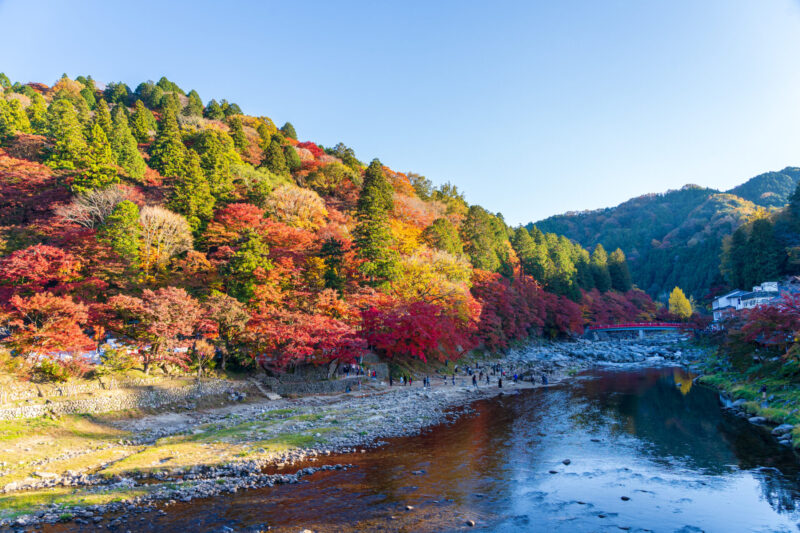 สีสันเขียว เหลือง แดง ของใบไม้เปลี่ยนสี (เครดิตรูปภาพ: iStockphoto)