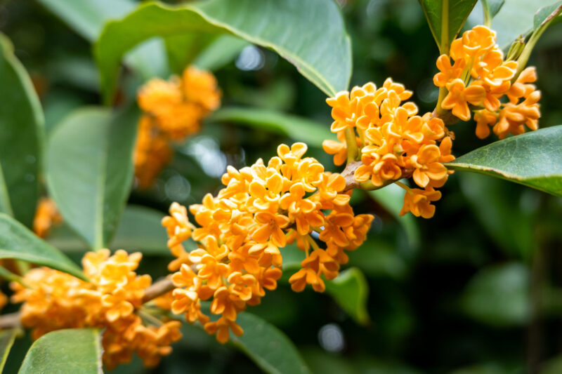 Osmanthus (Photo Credit: iStockphoto)